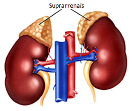 GLÂNDULA ADRENAL